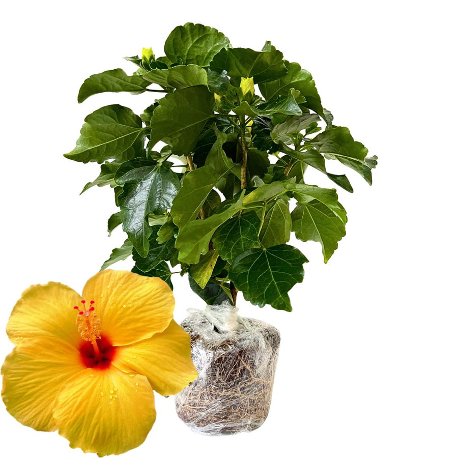 Hibiscus Flower Plant, Hardy Hibiscus Plants Live, Tropical Hibiscus Plant, Yellow Hibiscus - Zone 10 to 12, Size 5 to 7 Inch Tall