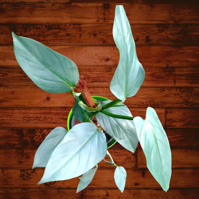 2 Silver Philodendron Live Plant 5-9" Tall, Rare Tropical Indoor Houseplant Home Garden