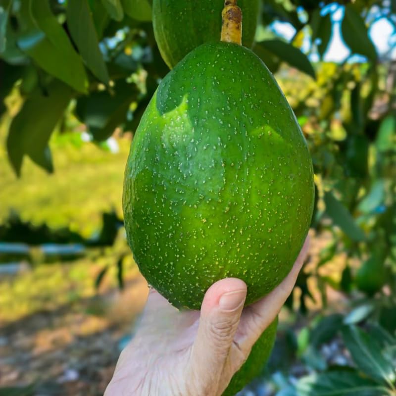 Avocado Tree Live Plant, Cold Hardy Avocado Plant Live 2-3 Feet Tall, Tropical Smooth Fruit Tree