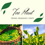 Tea Plant Live, Camellia Sinensis Plant, Green Tea Tree Full Rooted in 1 Gallon Pot, Fragrant White Flowers for Outdoor Growing