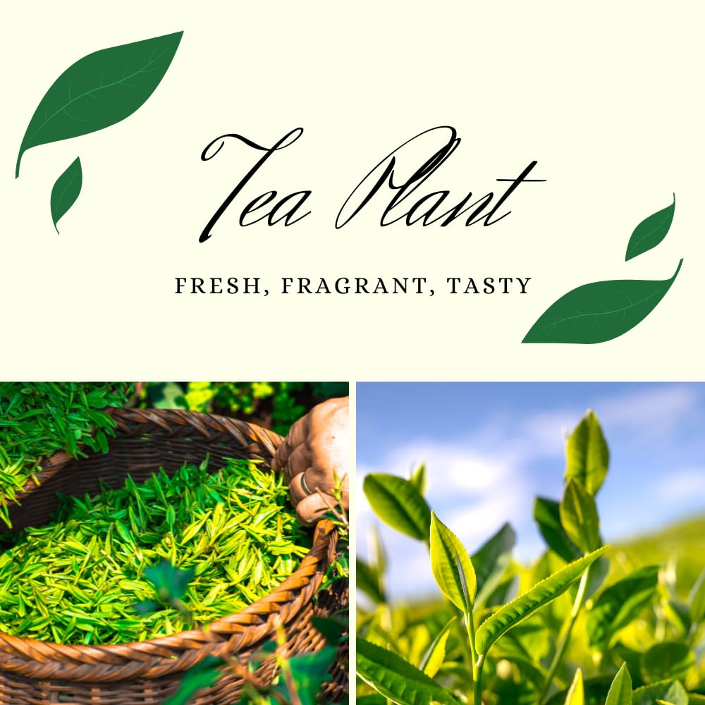 Tea Plant Live, Camellia Sinensis Plant, Green Tea Tree Full Rooted in 1 Gallon Pot, Fragrant White Flowers for Outdoor Growing