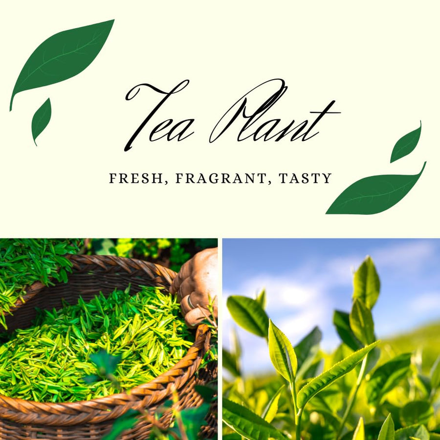 Tea Plant Live, Camellia Sinensis Plant, Green Tea Tree Full Rooted in 1 Gallon Pot, Fragrant White Flowers for Outdoor Growing
