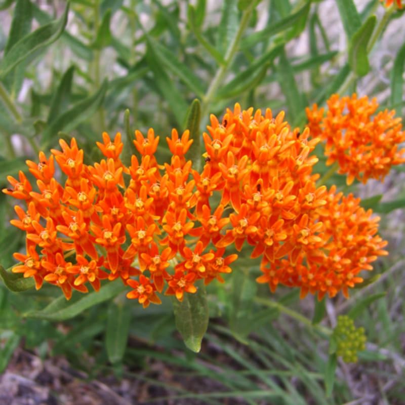 2 Mikweed Live Plants, Asclepias Tuberosa Perennial Flowers Plants, Tropical Butterfly Milkweeds 4-8 Inch for Outdoor Garden (Orange)