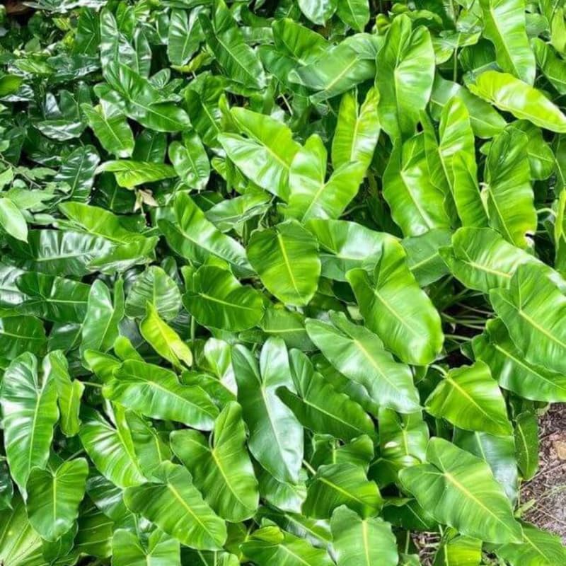 2 Rare Philodendron Live Plants Varieties Collection, Philodendrons Plants Size 5-9 Inc for Indoor Houseplant Décor, Ornamental Tropical Well-Rooted (Vining Philodendron Plants)