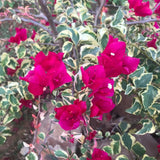 Set of 2 Trailing Bougainvillea Plants Live, Bougainvillea Flowering Vines, 5-9” Tall, Well-Rooted (Raspberry Ice Bougainvillea)