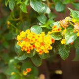 2 Lantana Plants Live, Perennial Live Flowering Lantana, Container Growing 4-9 Inch Tall - Yellow