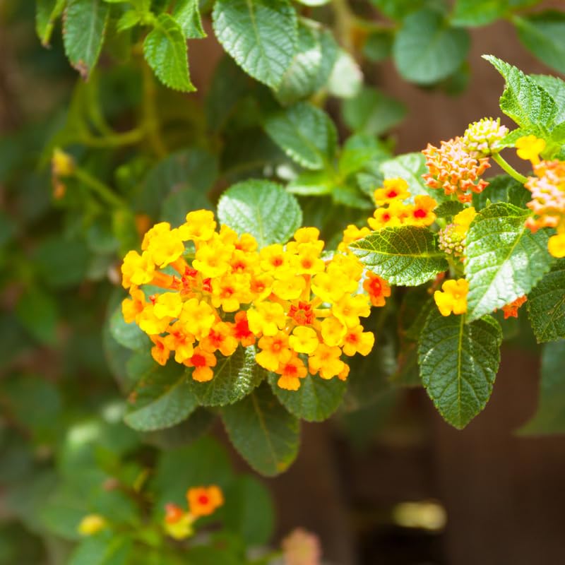 2 Lantana Plants Live, Perennial Live Flowering Lantana, Container Growing 4-9 Inch Tall - Yellow