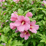 Pink Rose of Sharon Plant Live, Rose of Sharon Plant, Quart Pot, 6-10 Inches Tall, Vibrant Bloom, Pink Althea for Indoor Outdoor Growing