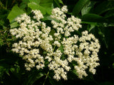 Set 3 American Elderberry Trees Live Plants for Planting, Black Elderberry Bush Live Plants, Sweet Elderberry Plants Live, Sambucus Canadensis Elderberries Fruit Trees 6 to 12 Inch Tall Bareroots