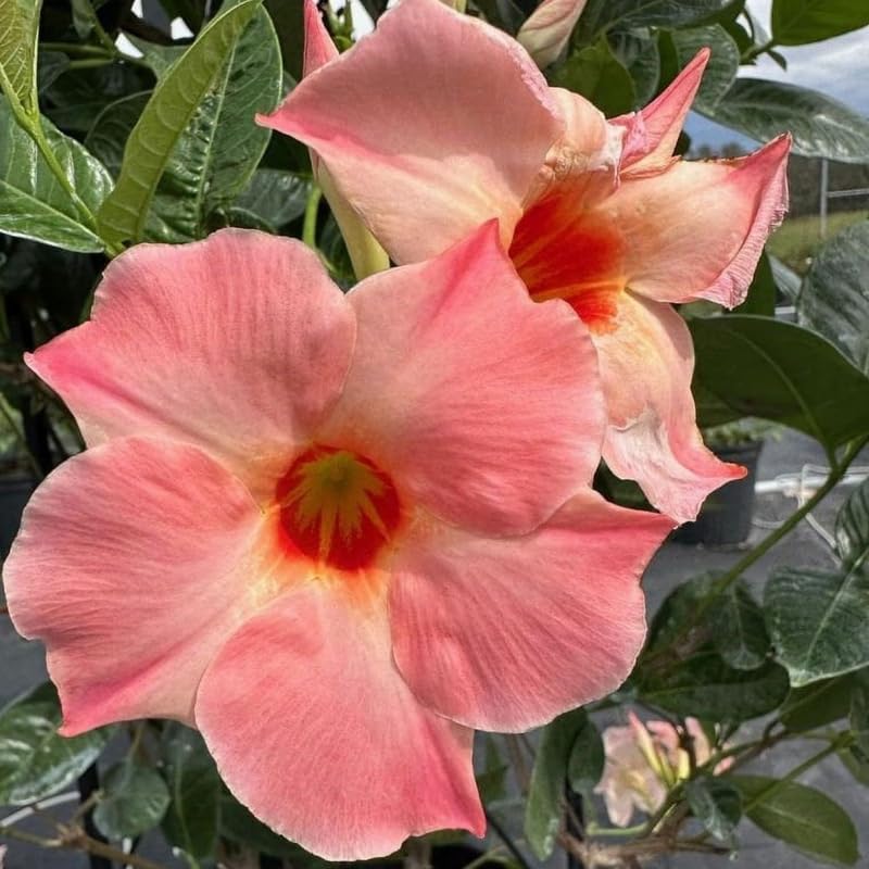 2 Peach Mandevilla Live Plants, Mandevilla Flowering Vines Trellis, 4-9 Inch Tall Plants for Hanging Baskets, Container and Garden Growing