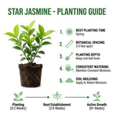 Star Jasmine Plant Live, 3-5 Inc Tall, Star Jasmine Live Plant, Fragrant Bloom, Fast Growing Climbing Vine for Trellis, Outdoor Garden