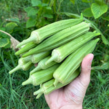 Okra Live Plant in 4" Pot, Okra Seedling from 3-5 Inches Tall, Edible Vegetable Plant for Outdoor Growing, Backyard Gardens and Raised Beds, 2PPP