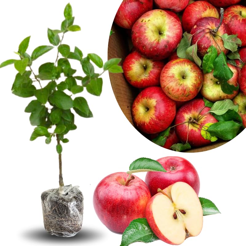 2-3 Ft Apple Tree Live Plant Bare Root, Live Apple Plant, Cold Hardy Fruit Plants for Home Garden Planting Spring (River)