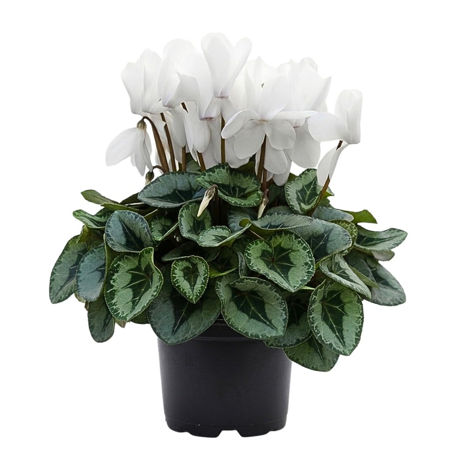 Live White Cyclamen Plant, Cyclamen Flower Live Plant, Hardy Indoor Flowering Houseplant 5-7 Inches Tall,Ready to Grow