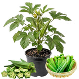 2 Live Green Okra Plants, 4 to 8 Inches Tall, Okra Starter Plants, Fast-Growing Vegetable Plants for Raised Beds and Gardens