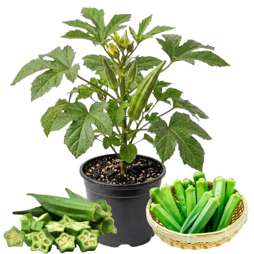 2 Live Green Okra Plants, 4 to 8 Inches Tall, Okra Starter Plants, Fast-Growing Vegetable Plants for Raised Beds and Gardens