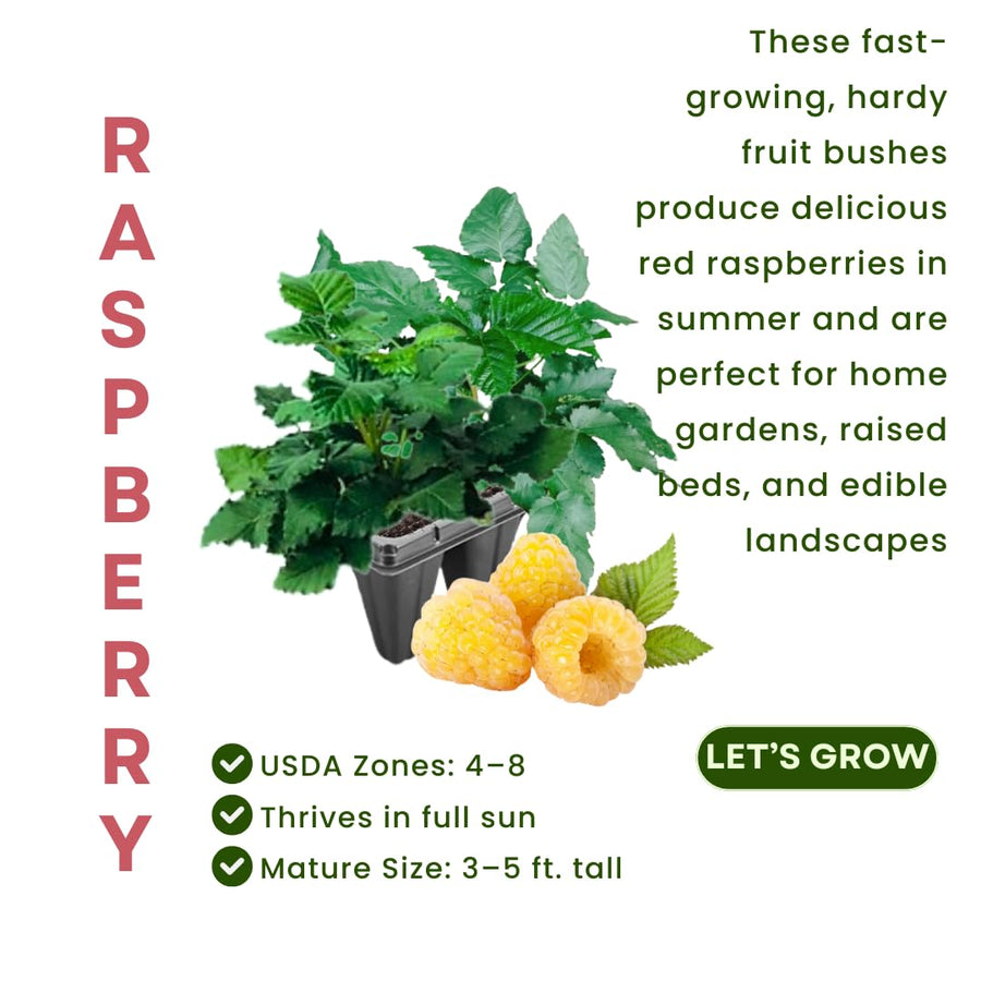 Pack 2 Fall Gold Raspberry Plants Live, Size 5-9 Inch Tall, Raspberry Trees Live Plants, Sweet Raspberry Bush Shrub