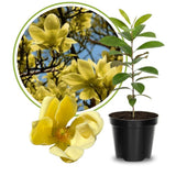 Yellow Magnolia Plant Live, 6-12 Inch Tall, Magnolia Tree in 2.5” Pot, Flowering Ornamental Tree
