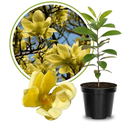Yellow Magnolia Plant Live, 6-12 Inch Tall, Magnolia Tree in 2.5” Pot, Flowering Ornamental Tree
