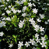 Set 2 Snow Jasmine Plants Live, Jasmine Starter Plugs 3-5 Inches, Fragrant Jasmines Trailing Vine for Garden or Container