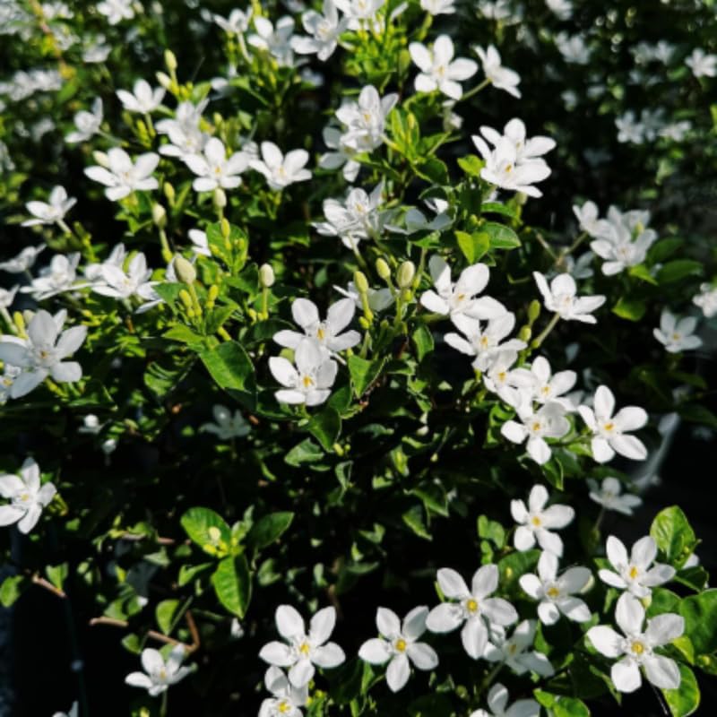 Set 2 Snow Jasmine Plants Live, Jasmine Starter Plugs 3-5 Inches, Fragrant Jasmines Trailing Vine for Garden or Container