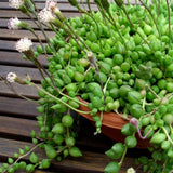 Succulent Plant Live, Trailing Houseplant, Indoor Green Foliage Plant in 4 Inch Pot (String of Watermelon)