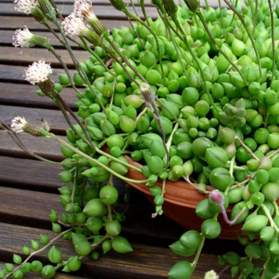 Succulent Plant Live, Trailing Houseplant, Indoor Green Foliage Plant in 4 Inch Pot (String of Watermelon)