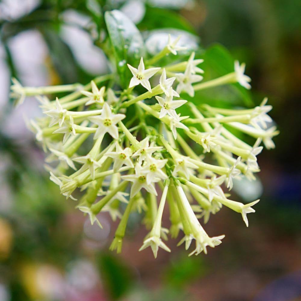 Night Blooming Jasmine Plant, Fragrant Jasmine Flower Vine 4-8 Inches Well Rooted for Container, Hanging Basket Growing