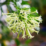 Night Blooming Jasmine Plant, Fragrant Jasmine Flower Vine 4-8 Inches Well Rooted for Container, Hanging Basket Growing