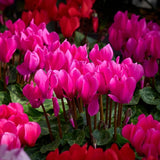 Pink Cyclamen Live Plant in Pot, Hardy Cyclamen Plant Live Vibrant Blooms, in 4 Inc Pot, Indoor Flowering Houseplant for Year-Round Display