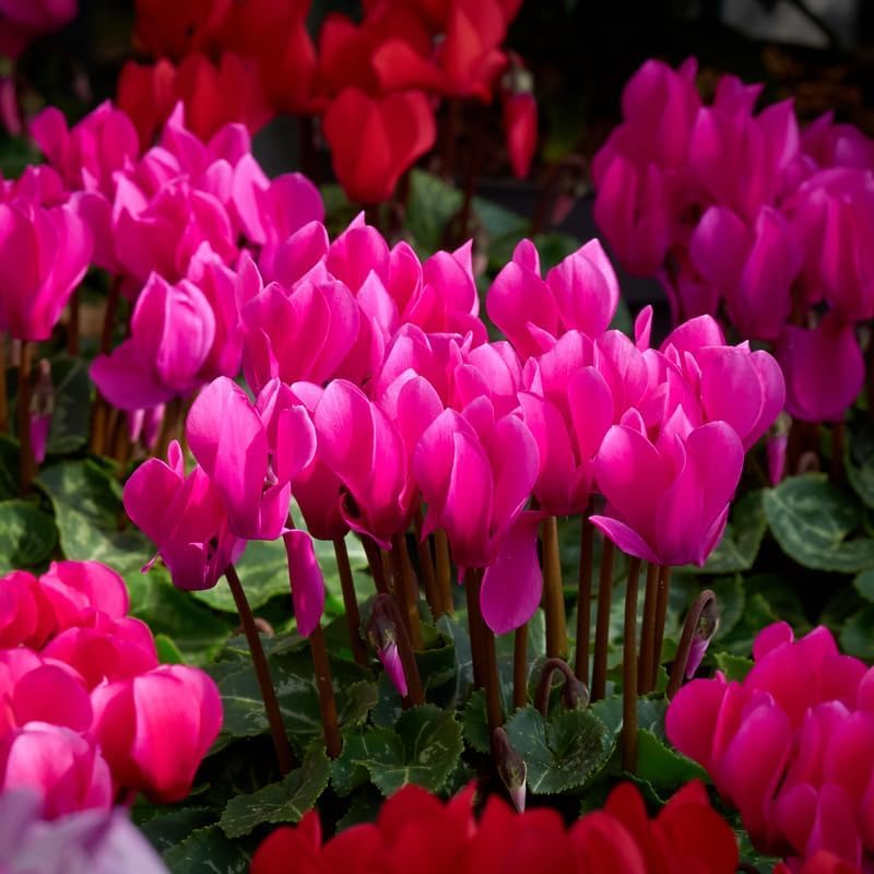 Pink Cyclamen Live Plant in Pot, Hardy Cyclamen Plant Live Vibrant Blooms, in 4 Inc Pot, Indoor Flowering Houseplant for Year-Round Display