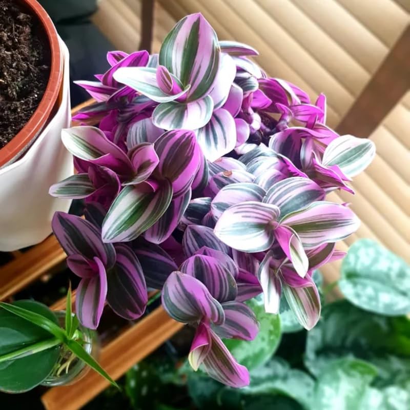 Wandering Jew Live Plant, Pink Tradescantia Nanouk Succulent Plant Live for Growing Hanging Basket Plant, 2 Inc Pot