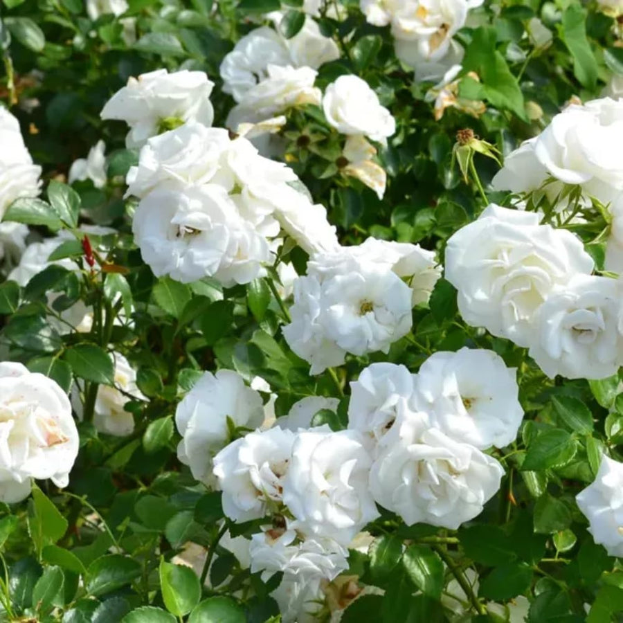 Rose Bush Live Plant - Rose Plant Live - Bareroot with Soil 5-10 Inch Tall - Fragrant Flowers Shrub