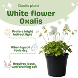 Oxalis Plant in 4'' Pot, 4-8'' Tall, Shamrock Flowers Plants, Perennial Flower Plants for Indoor and Outdoor Garden