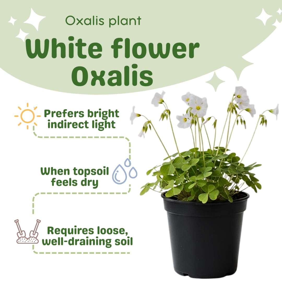 Oxalis Plant in 4'' Pot, 4-8'' Tall, Shamrock Flowers Plants, Perennial Flower Plants for Indoor and Outdoor Garden