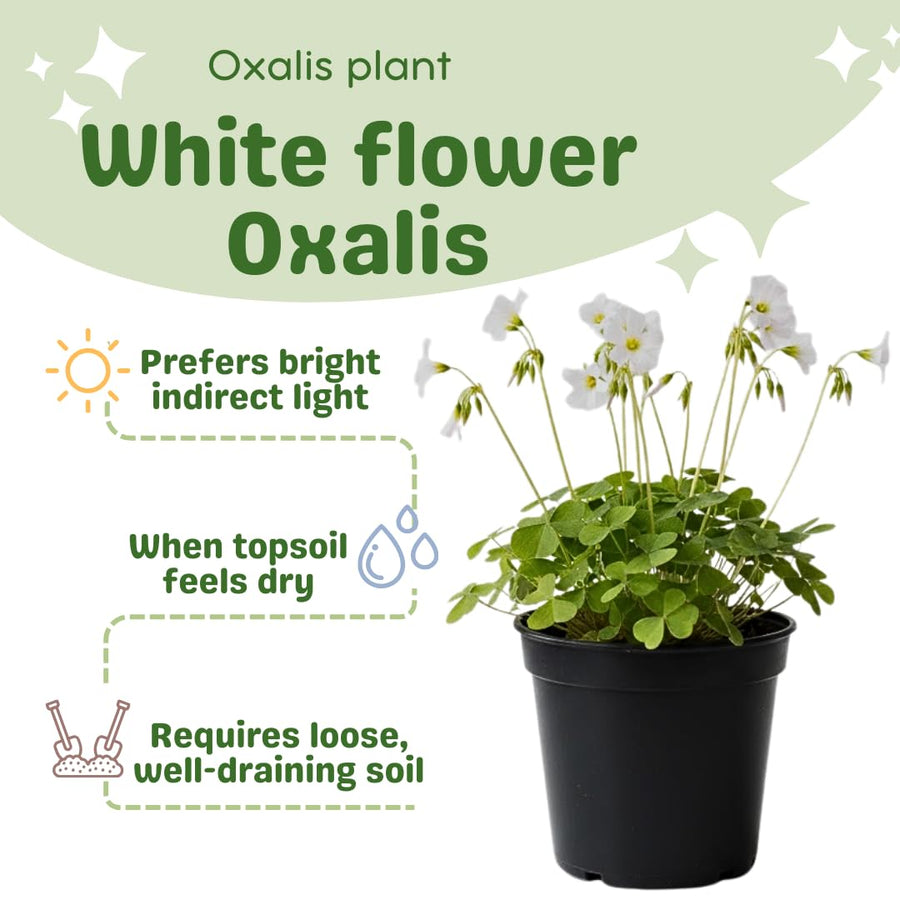 Oxalis Plant in 4'' Pot, 4-8'' Tall, Shamrock Flowers Plants, Perennial Flower Plants for Indoor and Outdoor Garden
