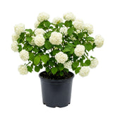 Snowball Bush Live Plant, Snowball Viburnum Bush, 2.5 Inc Pot, 8-10 Inc Tall, Viburnum Live Plant for Outdoor Garden and Landscape