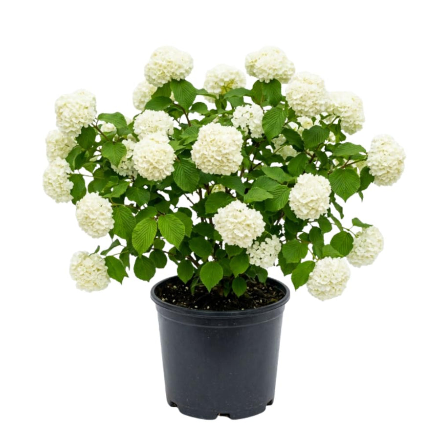 Snowball Bush Live Plant, Snowball Viburnum Bush, 2.5 Inc Pot, 8-10 Inc Tall, Viburnum Live Plant for Outdoor Garden and Landscape