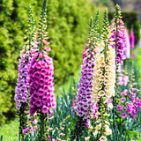 Set 6 Foxglove Plants Live, in 3" Pots, Hardy Perennial Foxgloves Flowers for Outdoor Garden Planting