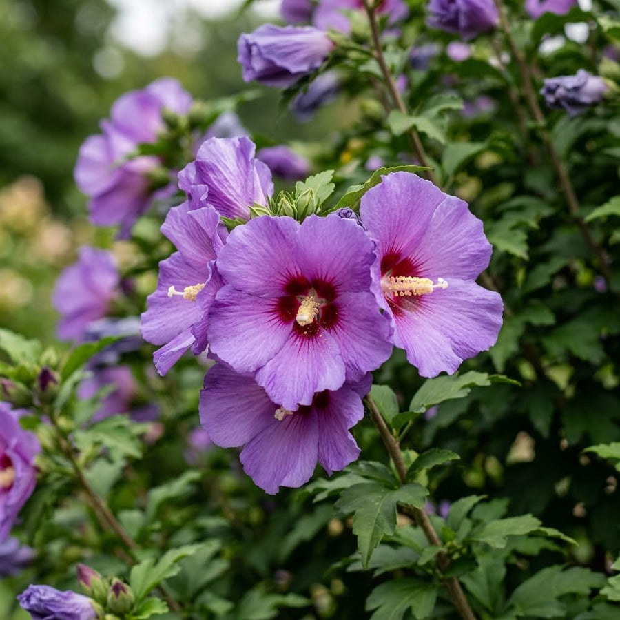 Purple Rose of Sharon Live Plant in Quart Pot, Althea Hibiscus Flowering Shrub for Outdoor Garden