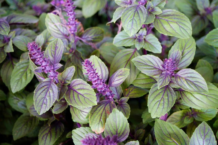 5 Blue Basil Live Plants, Live Basil Plants from 3 to 7 Inc Tall, Basil Plant Seedlings, Basil Plants Live Growing Outdoor