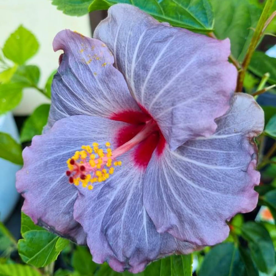 Purple Hibiscus Plant Live, Well-Rooted Hibiscus Flowers, 5-7 Inches Tall, Tropical Flowering for Indoor Outdoor Planting