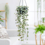 String of Hearts Plant Live, Ceropegia Woodii Variegata, in 4" Pot, Rare Trailing Succulent Vine for Indoor Hanging Pots (Green String of Hearts Plant)