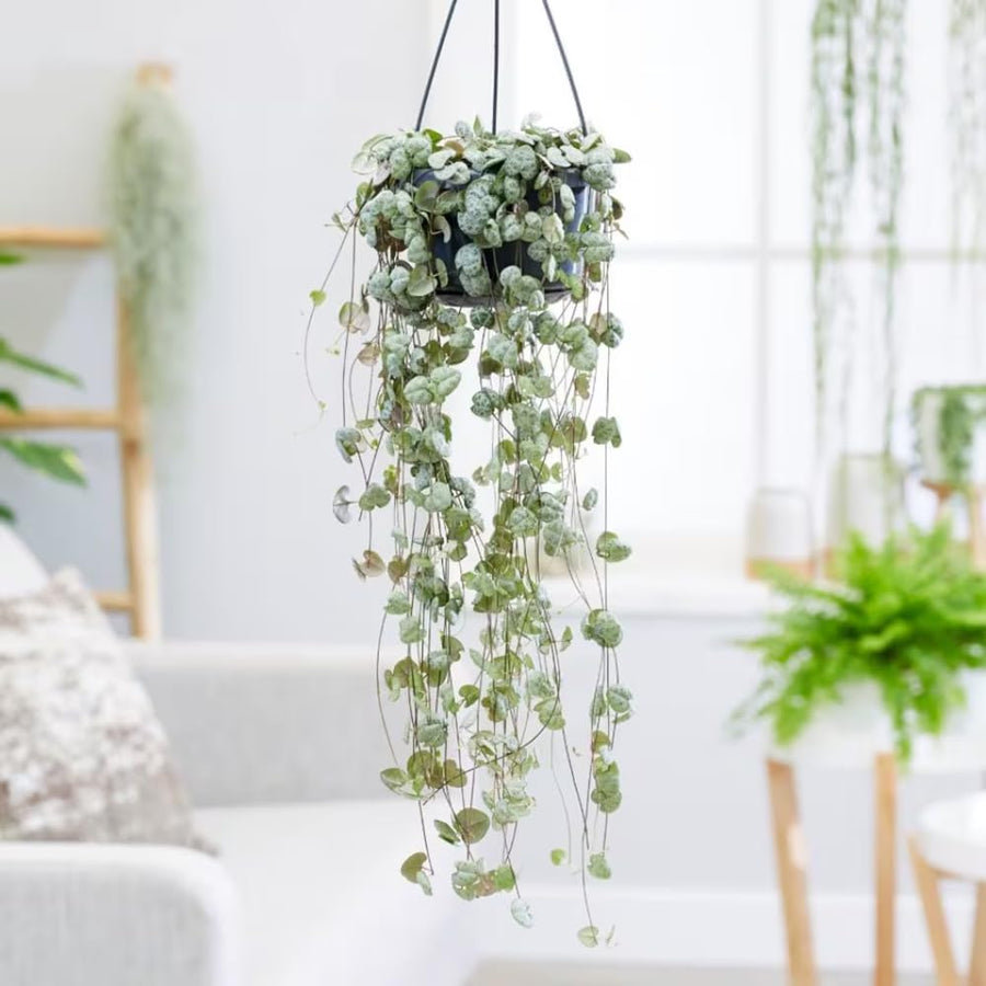 String of Hearts Plant Live, Ceropegia Woodii Variegata, in 4" Pot, Rare Trailing Succulent Vine for Indoor Hanging Pots (Green String of Hearts Plant)