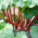 Set 5 Red Rhubarb Plants Roots for Planting, Rhubarb Root Plant, Rhubarb Plants Live Root, Hardy Vegetable