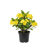Crown of Thorns Live Plant, Red Euphorbia Milii Plant, Hardy Crown of Thorns Succulent for Outdoor Garden (Yellow)