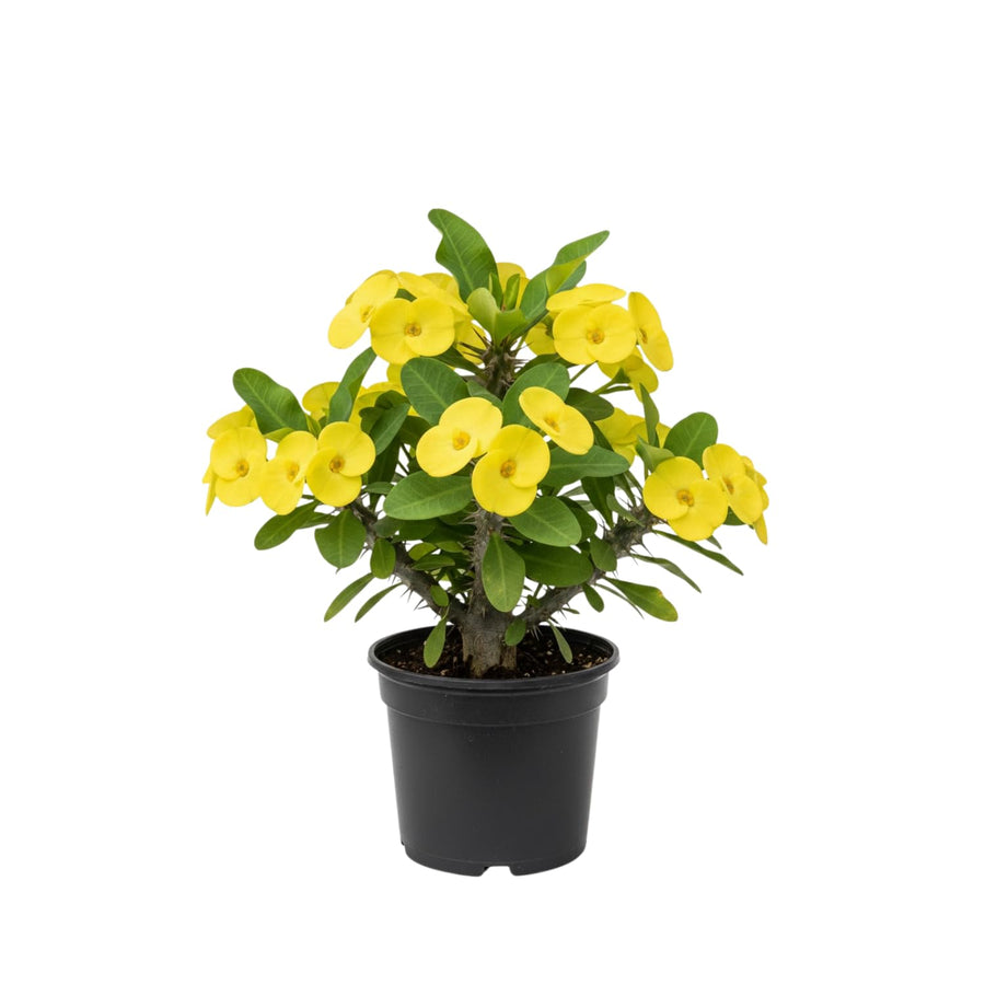 Crown of Thorns Live Plant, Red Euphorbia Milii Plant, Hardy Crown of Thorns Succulent for Outdoor Garden (Yellow)