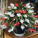 Live Christmas Cactus Plant, Red and White Flowers, Holiday Succulent in 6 Inch Pot for Indoor or Outdoor Growing