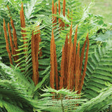 5 Cinamon Fern Rhizomes Live Plants for Planting, Ferns Live Plants Outdoors Indoors Full Shade, Bare Roots, Fast-Growing