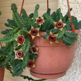 2 Starfish Cactus Plant 2 Inc Pot, Cactus Succulent Well Rooted 4-8 Inch Tall for Indoor Planting